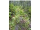 Lot 4 Thornton Peak Drive FOREST CREEK, Daintree QLD 4873