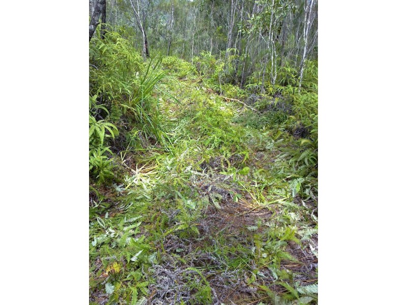 Lot 4 Thornton Peak Drive FOREST CREEK, Daintree QLD 4873