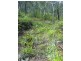 Lot 4 Thornton Peak Drive FOREST CREEK, Daintree QLD 4873