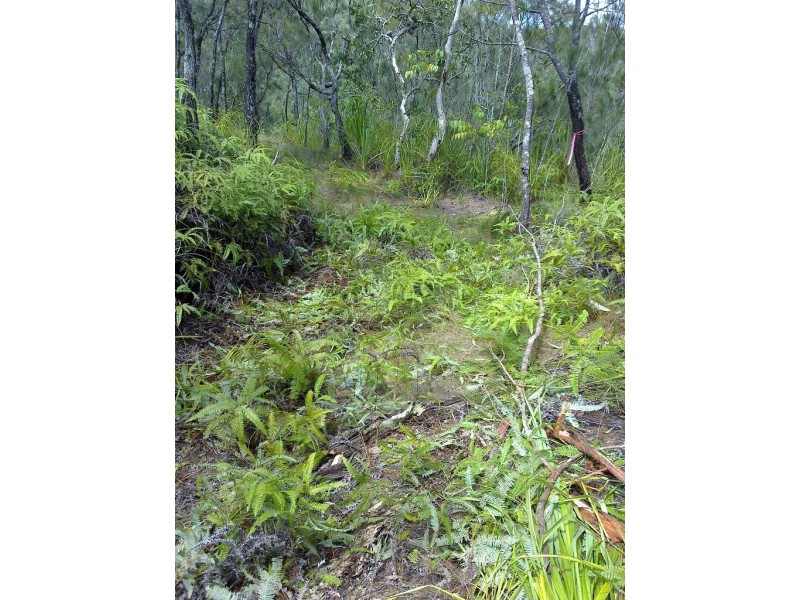 Lot 4 Thornton Peak Drive FOREST CREEK, Daintree QLD 4873