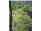 Lot 4 Thornton Peak Drive FOREST CREEK, Daintree QLD 4873