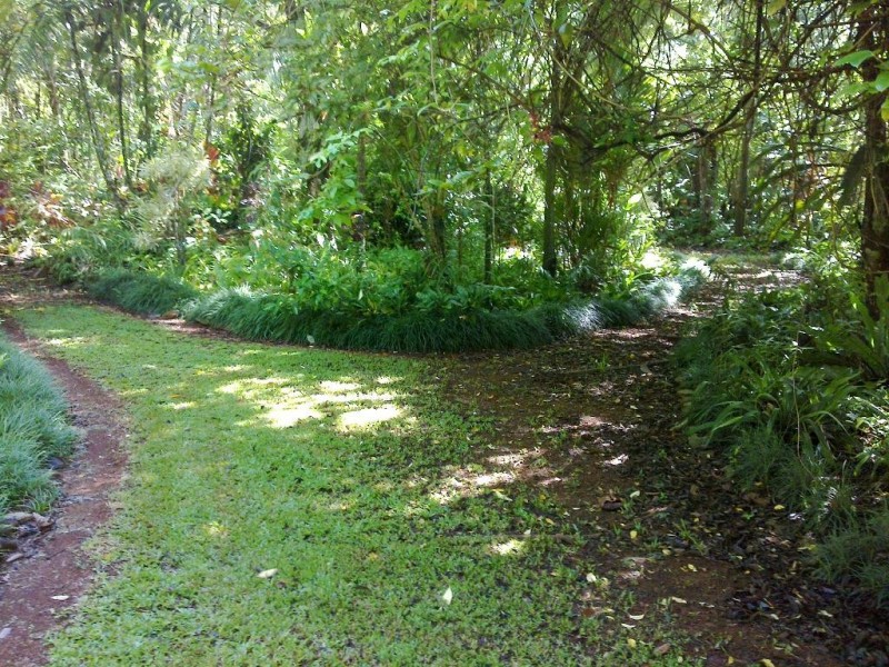 Lot 509 Silver Ash Road COW BAY, Daintree QLD 4873