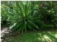 Lot 509 Silver Ash Road COW BAY, Daintree QLD 4873