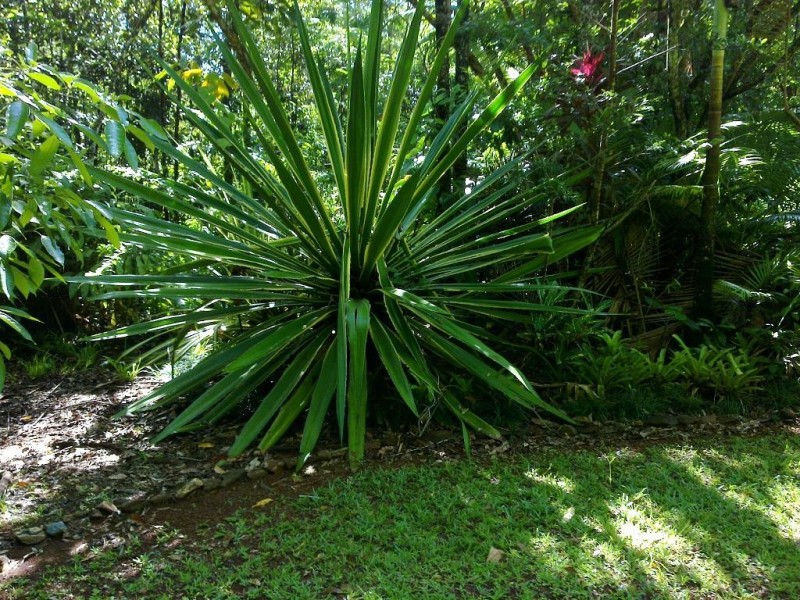 Lot 509 Silver Ash Road COW BAY, Daintree QLD 4873