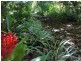 Lot 509 Silver Ash Road COW BAY, Daintree QLD 4873