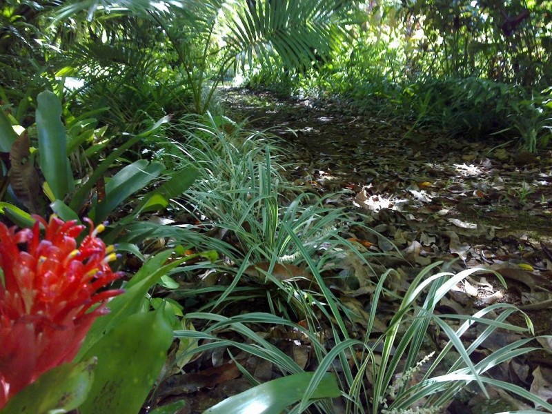Lot 509 Silver Ash Road COW BAY, Daintree QLD 4873