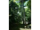 Lot 509 Silver Ash Road COW BAY, Daintree QLD 4873
