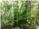 Lot 509 Silver Ash Road COW BAY, Daintree QLD 4873