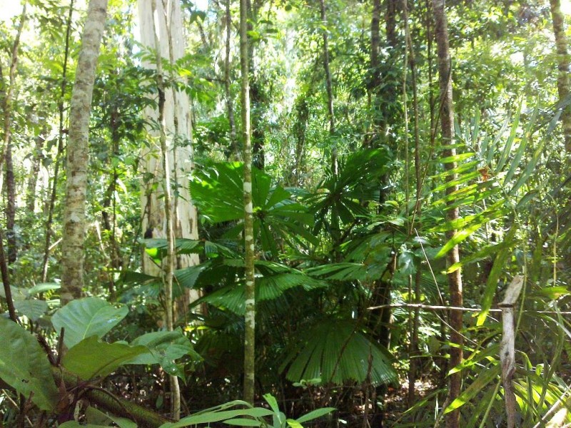 Lot 509 Silver Ash Road COW BAY, Daintree QLD 4873