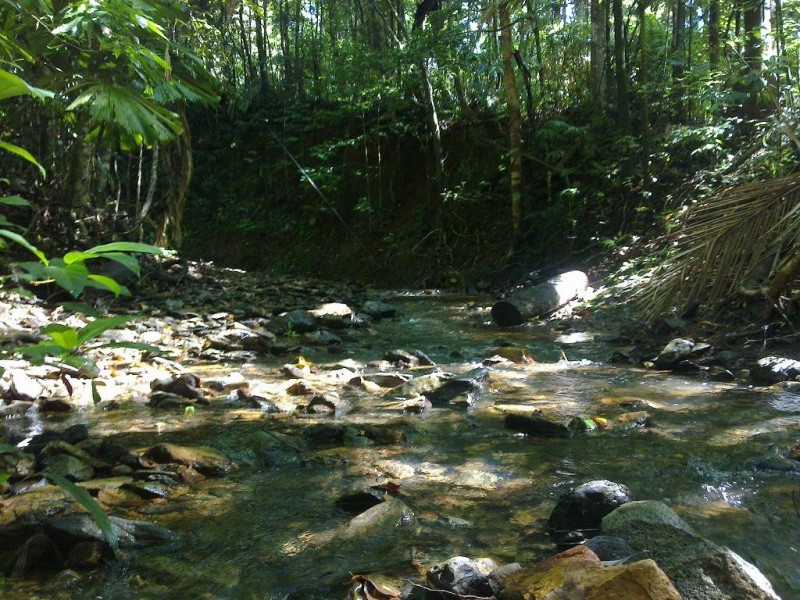 Lot 509 Silver Ash Road COW BAY, Daintree QLD 4873