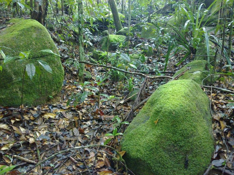 191 Stonewood Road DIWAN, Daintree QLD 4873