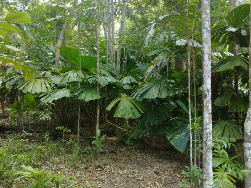 147 Wattle Close COW BAY, Daintree QLD 4873