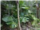 147 Wattle Close COW BAY, Daintree QLD 4873