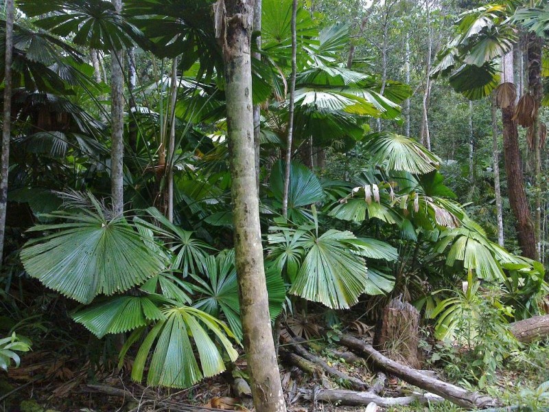 147 Wattle Close COW BAY, Daintree QLD 4873