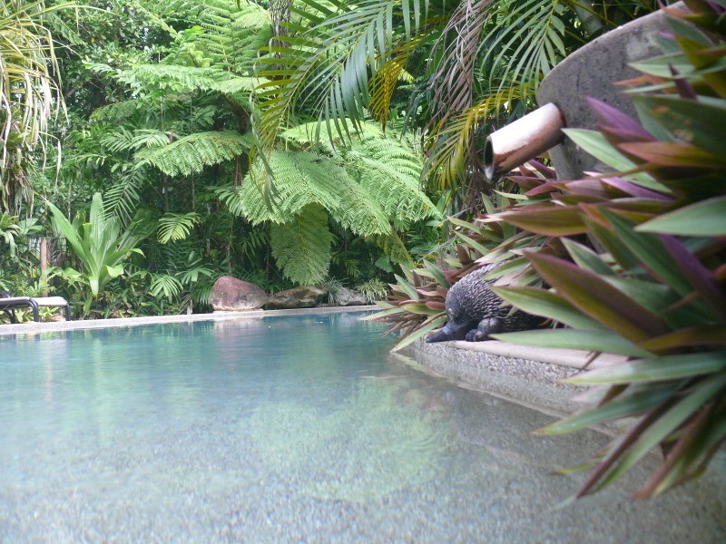 336 Cape Tribulation Road COW BAY, Daintree QLD 4873