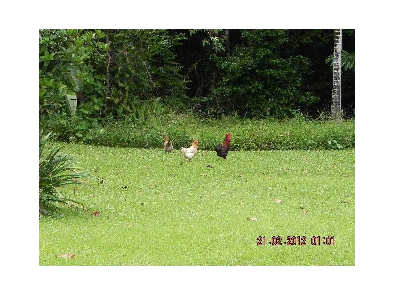 2824 Mossman Daintree Road, Daintree QLD 4873