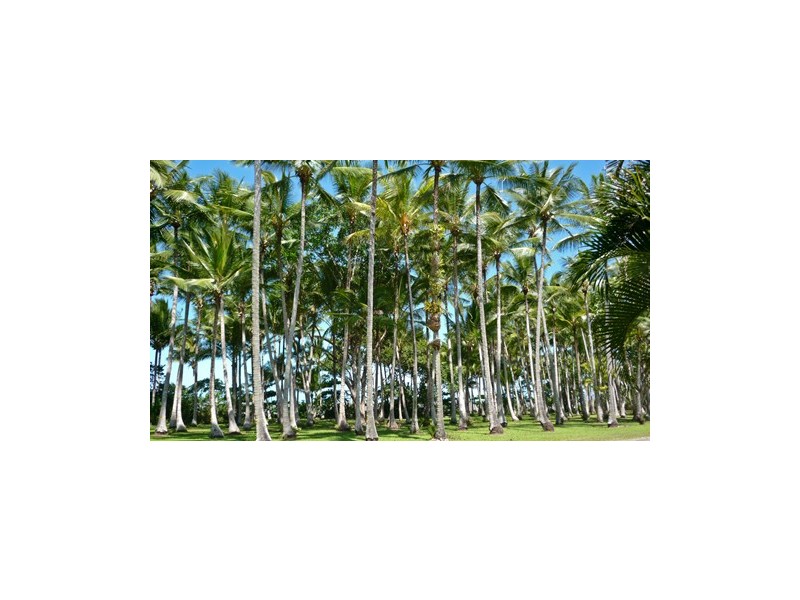 21 Bougainvillea Street, Cooya Beach QLD 4873