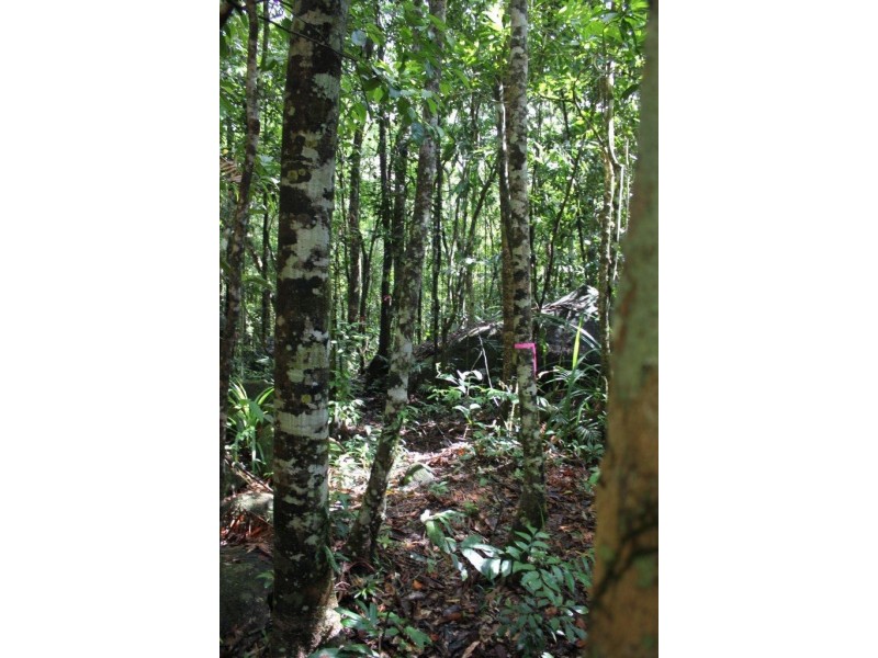 Lot 193 Stonewood Road DIWAN, Daintree QLD 4873