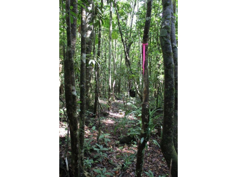 Lot 193 Stonewood Road DIWAN, Daintree QLD 4873