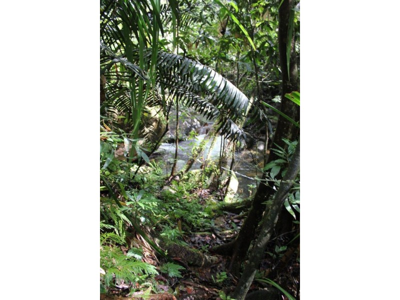 Lot 193 Stonewood Road DIWAN, Daintree QLD 4873