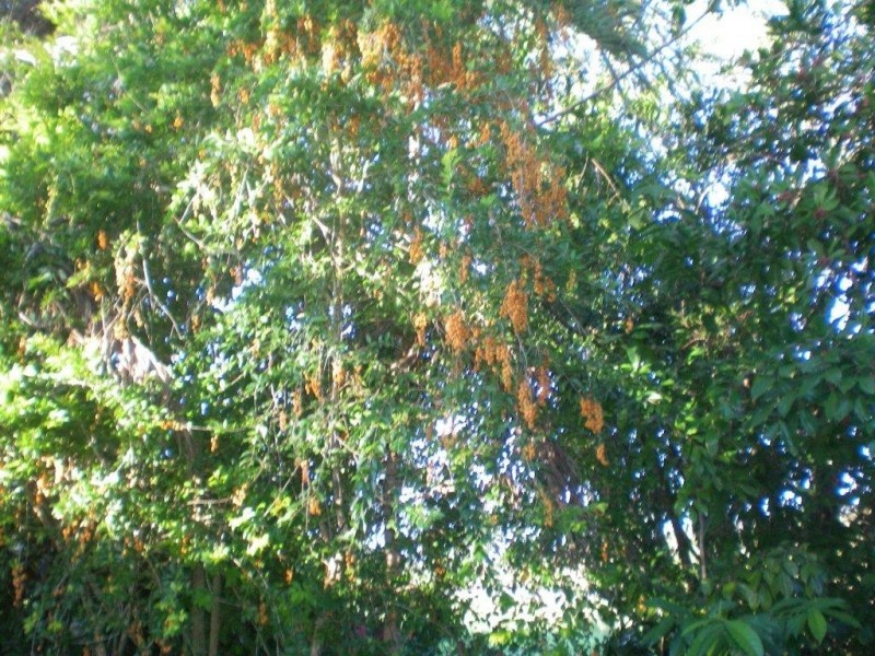 2116 Mossman-Mount Molloy Road, Julatten QLD 4871