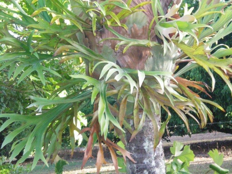 2116 Mossman-Mount Molloy Road, Julatten QLD 4871