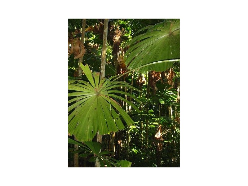 Lot 19 George Road FOREST CREEK, Daintree QLD 4873