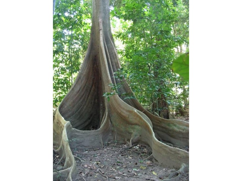 Lot 19 George Road FOREST CREEK, Daintree QLD 4873