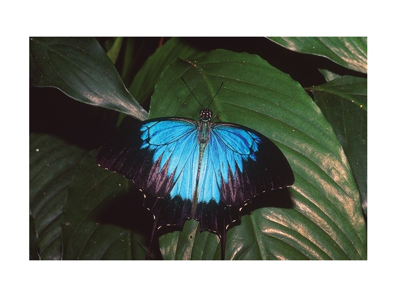 Lot 19 George Road FOREST CREEK, Daintree QLD 4873