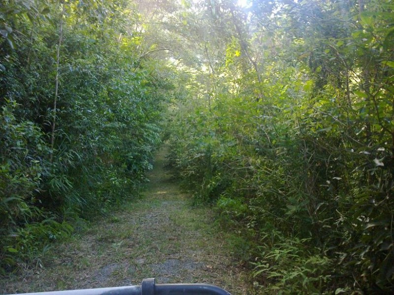 Lot 84 Cape Tribulation Road FOREST CREEK, Daintree QLD 4873