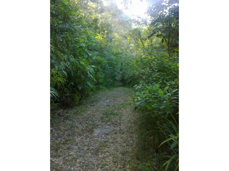 Lot 84 Cape Tribulation Road FOREST CREEK, Daintree QLD 4873