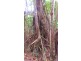 Lot 293 Daintree River Forest Creek, Daintree QLD 4873