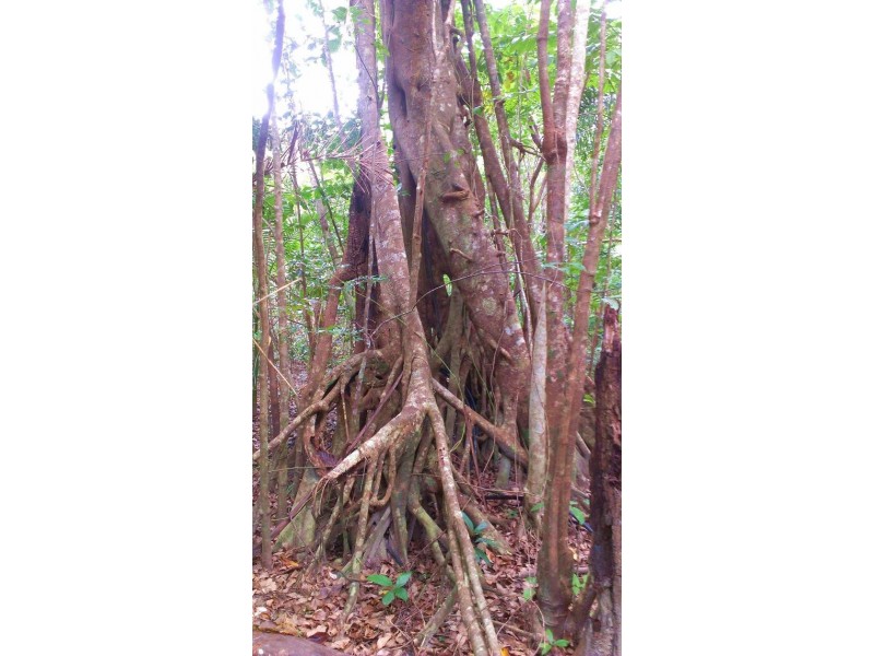 Lot 293 Daintree River Forest Creek, Daintree QLD 4873