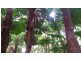 Lot 293 Daintree River Forest Creek, Daintree QLD 4873