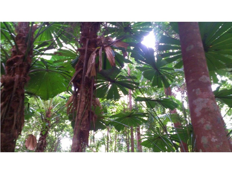 Lot 293 Daintree River Forest Creek, Daintree QLD 4873
