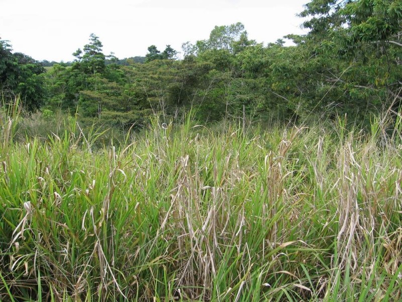 LOT 34 Salisbury Drive, Julatten QLD 4871