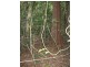LOT 34 Salisbury Drive, Julatten QLD 4871