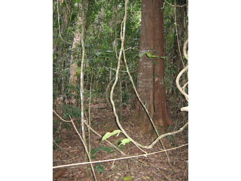 LOT 34 Salisbury Drive, Julatten QLD 4871