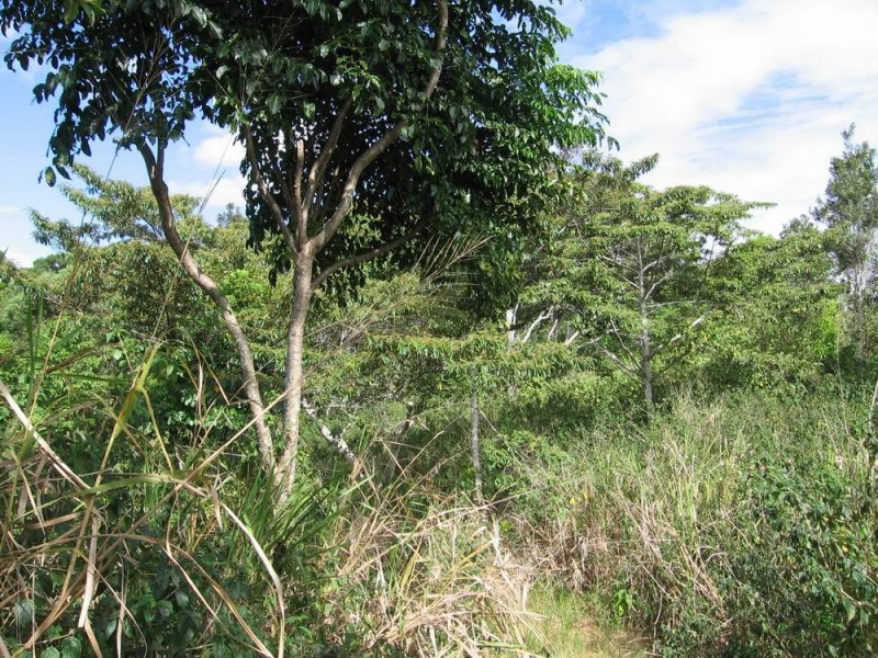 Lot 34 Salisbury  Drive, Julatten QLD 4871