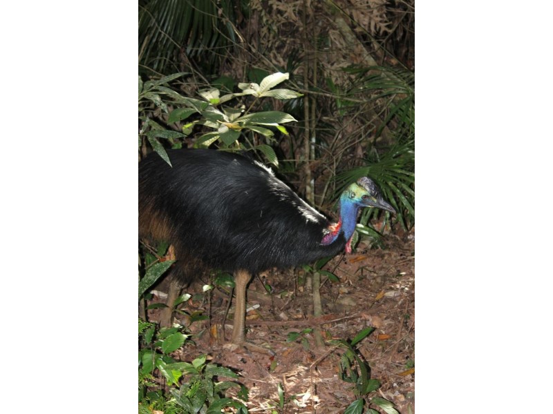 Lot 460 Blackbean Road COW BAY, Daintree QLD 4873