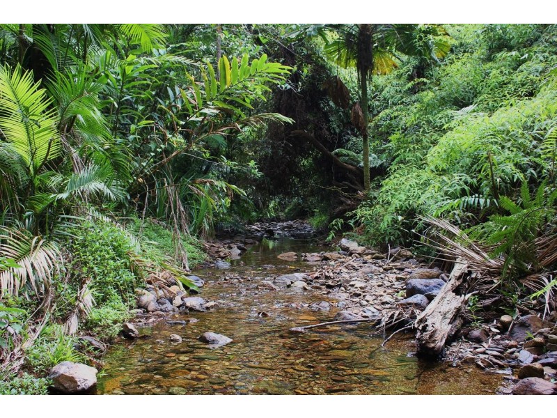 48 Fig Tree Road COW BAY, Daintree QLD 4873