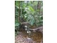 Lot 4 Thornton Peak Drive FOREST CREEK, Daintree QLD 4873