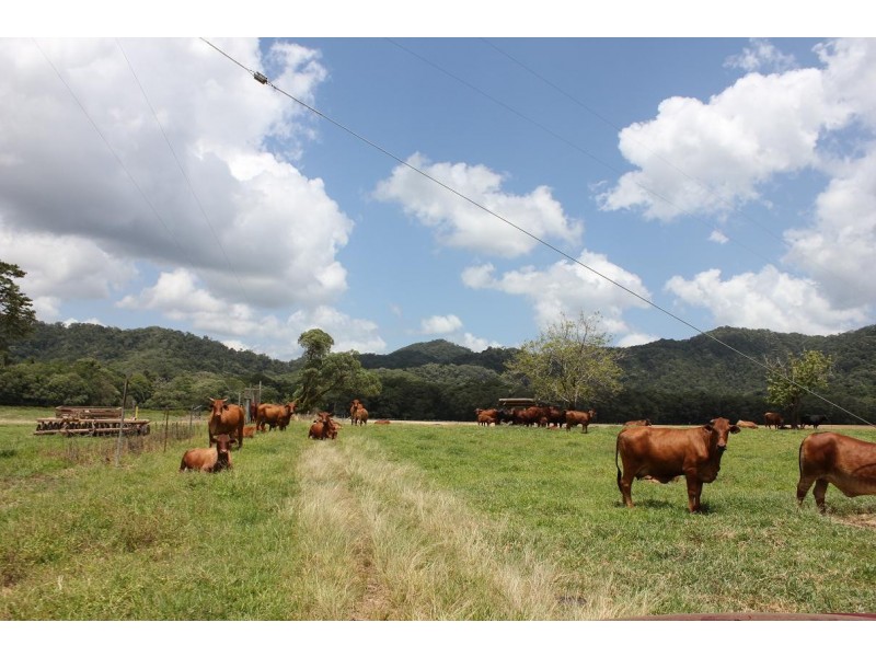 Lot 1 and 3 Thornton Peak Drive FOREST CREEK, Daintree QLD 4873