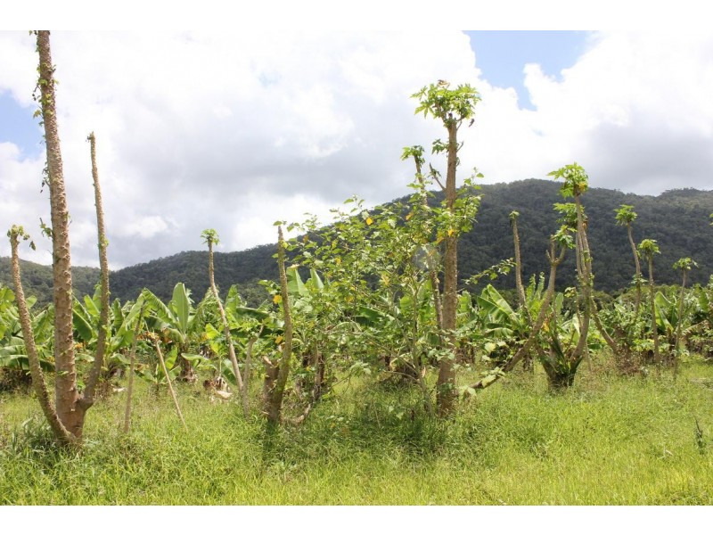 Lot 1 and 3 Thornton Peak Drive FOREST CREEK, Daintree QLD 4873