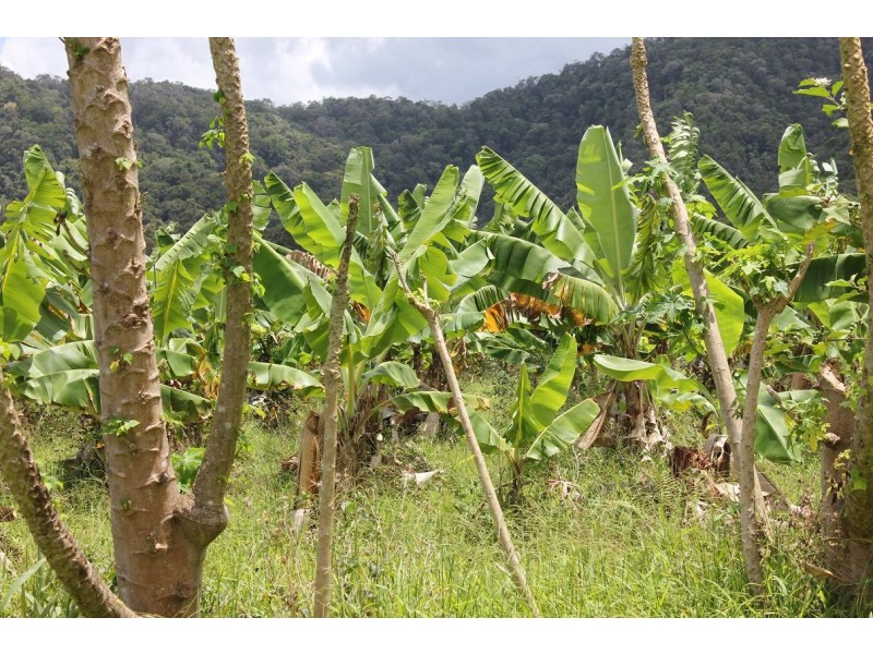 Lot 1 and 3 Thornton Peak Drive FOREST CREEK, Daintree QLD 4873