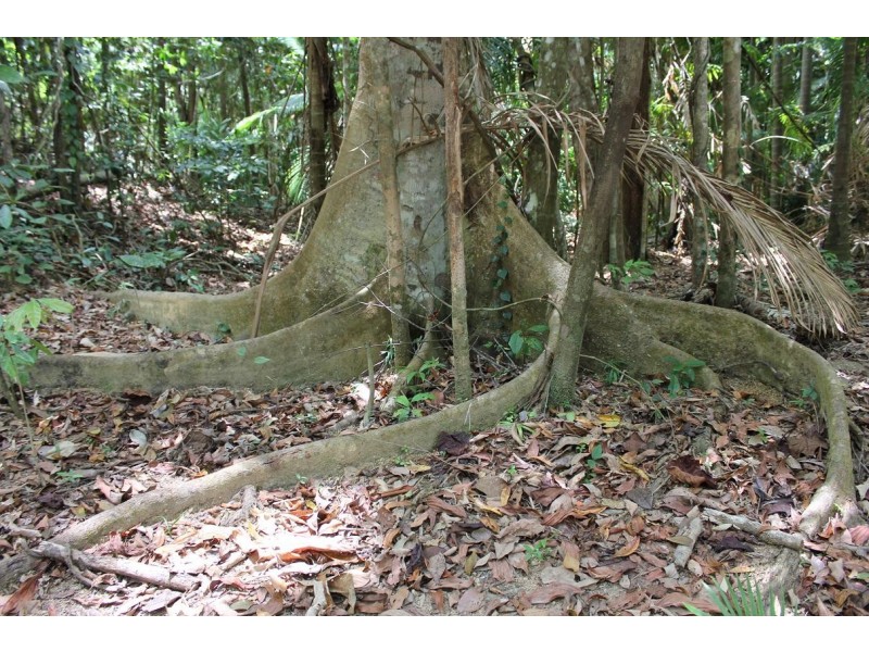 Lot 1 and 3 Thornton Peak Drive FOREST CREEK, Daintree QLD 4873