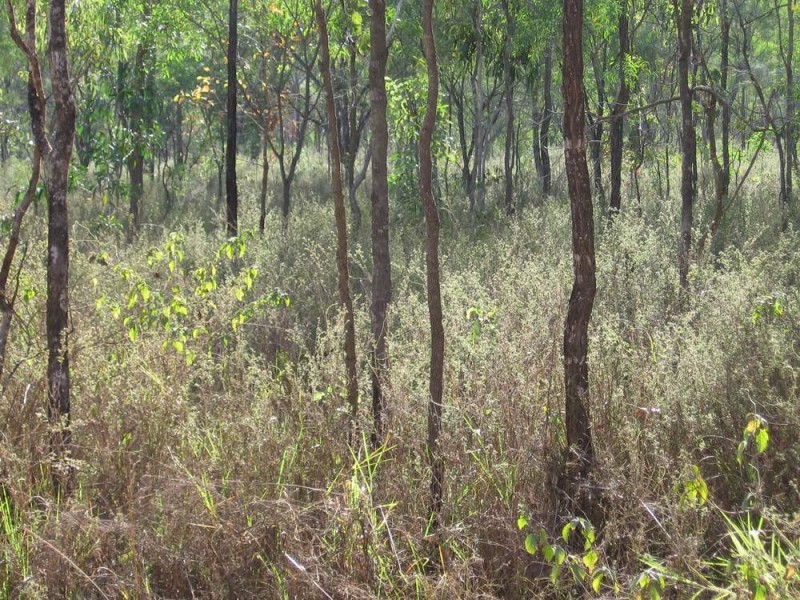 374 Hodzic Road, Biboohra QLD 4880