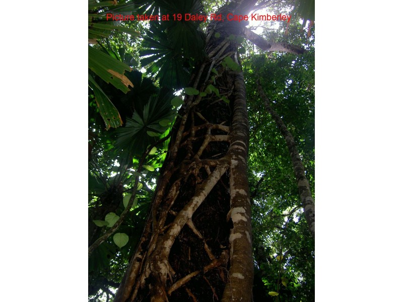 Lot 19 Cape Tribulation Road KIMBERLEY, Daintree QLD 4873