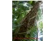 Lot 19 Cape Tribulation Road KIMBERLEY, Daintree QLD 4873
