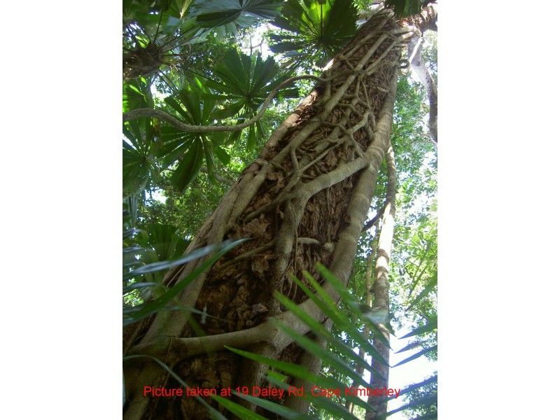 Lot 19 Cape Tribulation Road KIMBERLEY, Daintree QLD 4873